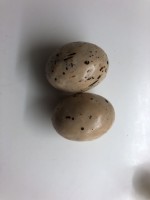 Oeufs caramel fl de sel.jpg